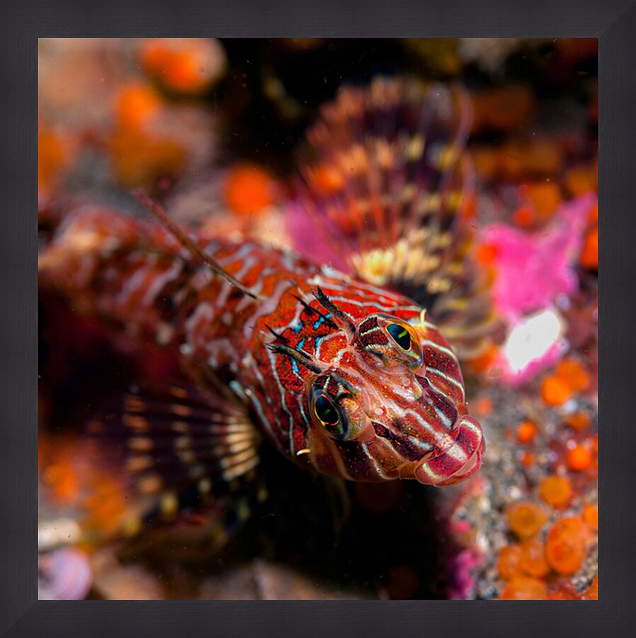 Longfin sculpin Keystone jetty Washington state Picture Frame print