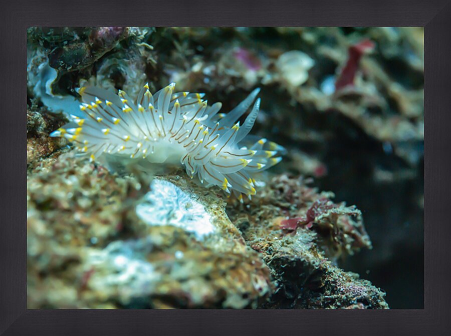 White tipped nudibranch Picture Frame print