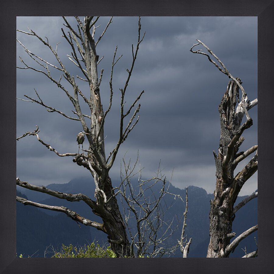 Blue haron pitt lake B.C Picture Frame print