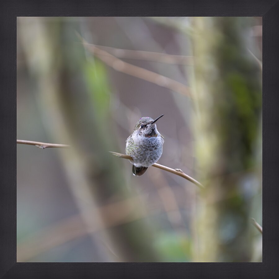Anns Hummingbird  Fort Langley  Picture Frame print