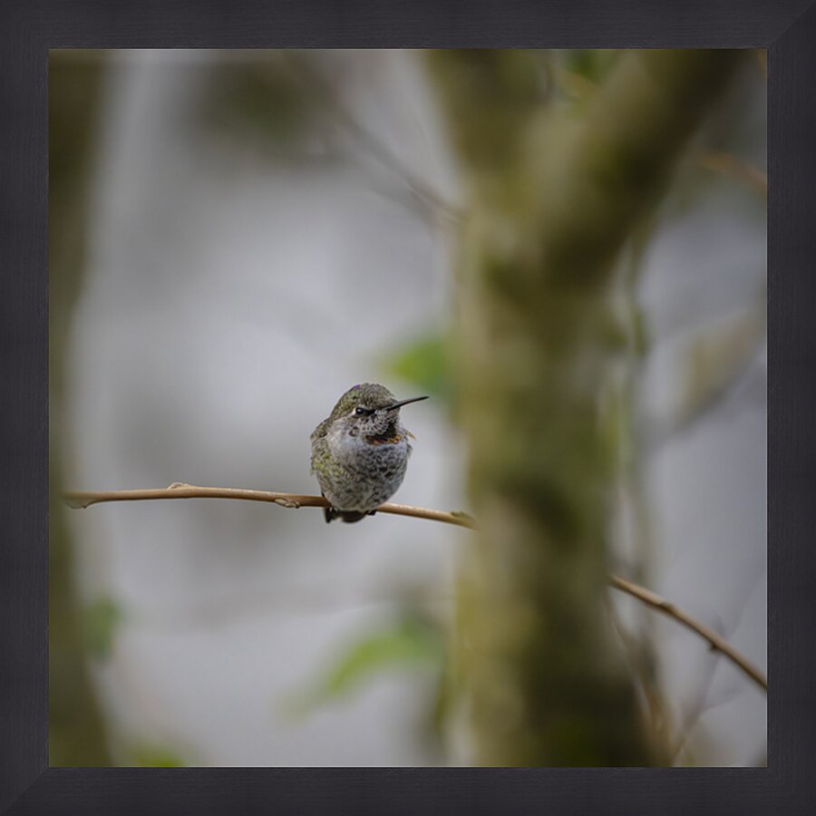Anns Hummingbird  Fort Langley  Picture Frame print