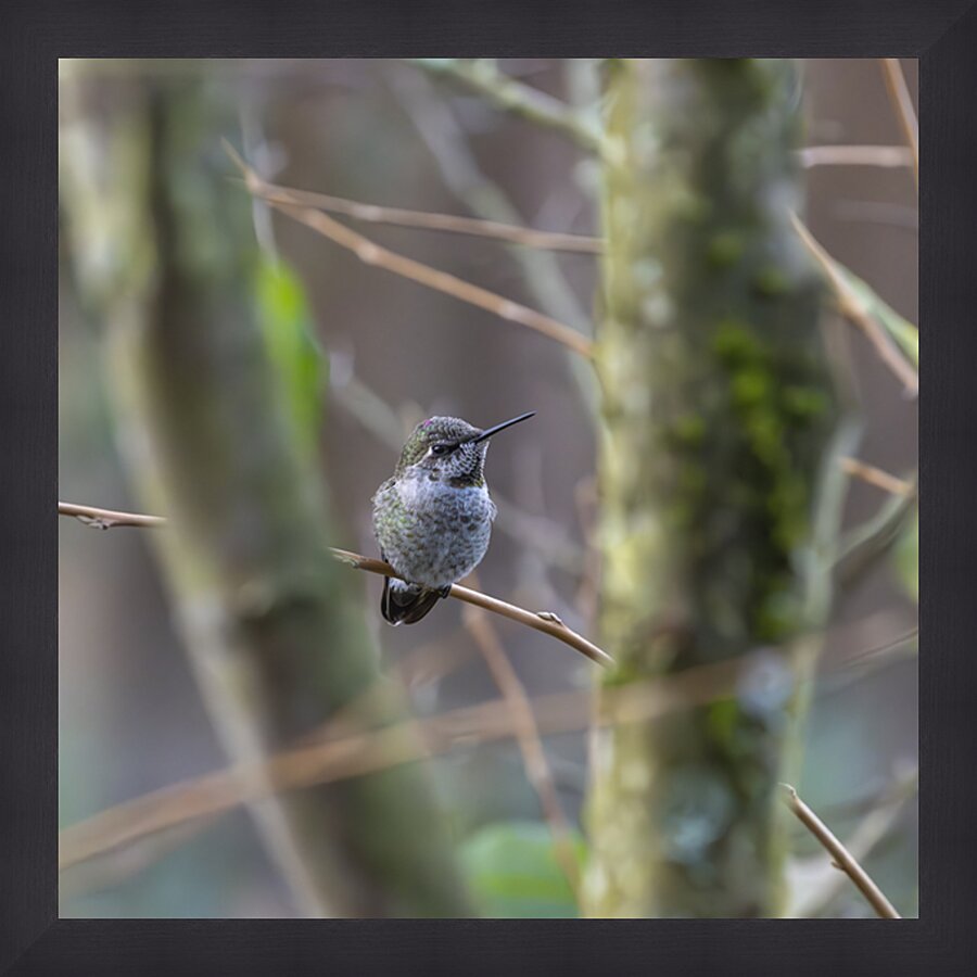 Anns Hummingbird  Fort Langley  Picture Frame print