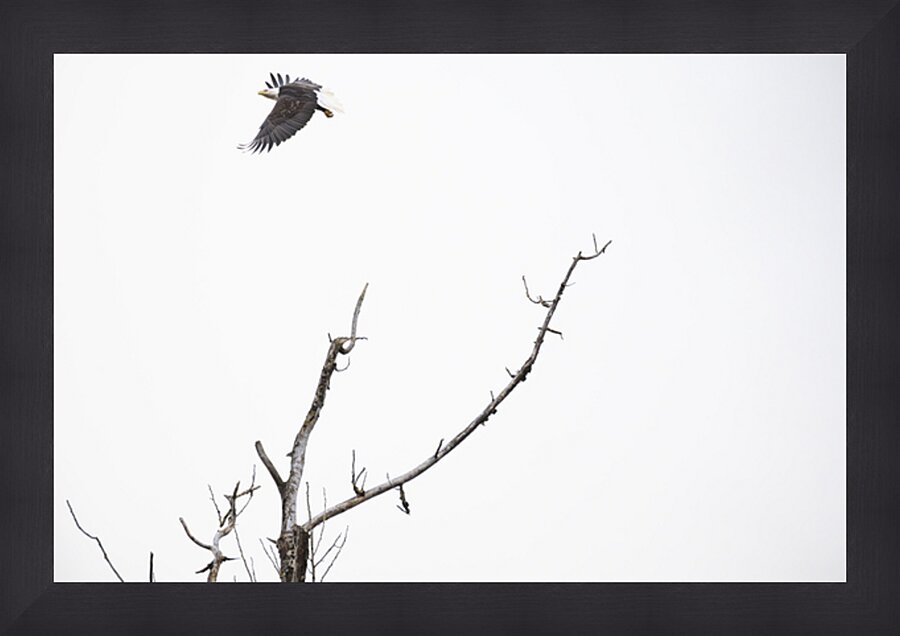 Eagle soaring over a tree Picture Frame print