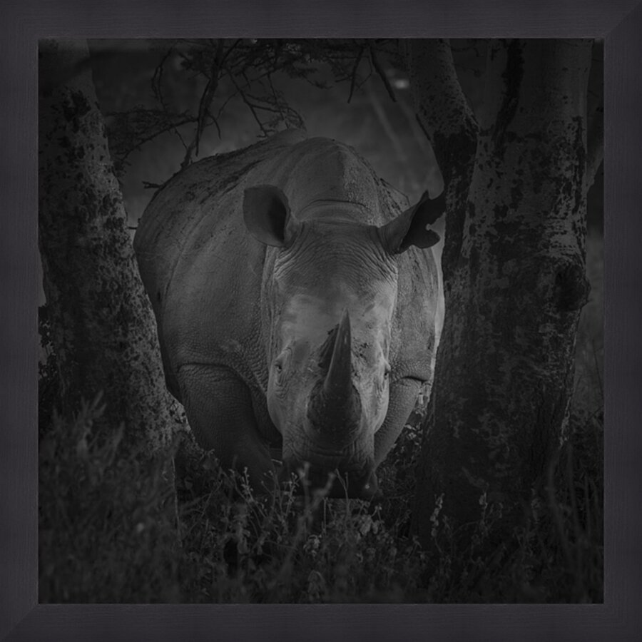 Rhino At Lake Nakuru Africa Picture Frame print