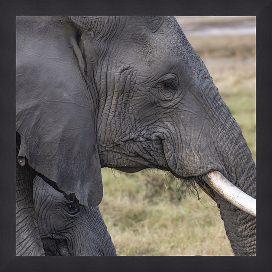 Elephant with baby Amboseli National Park Kenya  Picture Frame print