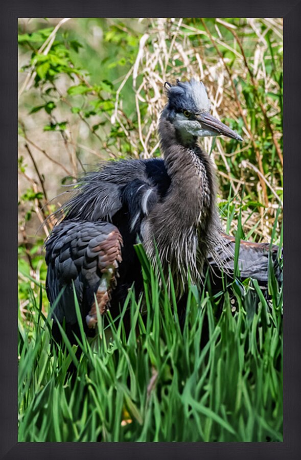 Great Blue Haron 2 Picture Frame print