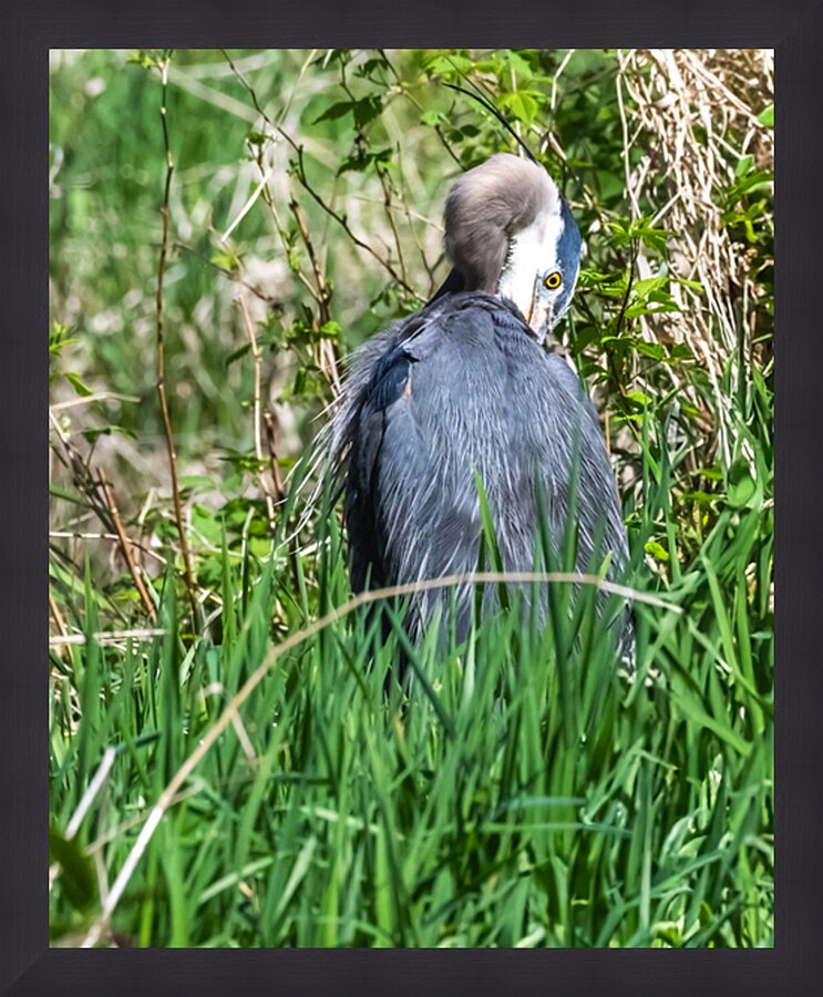 Great Blue Haron Picture Frame print