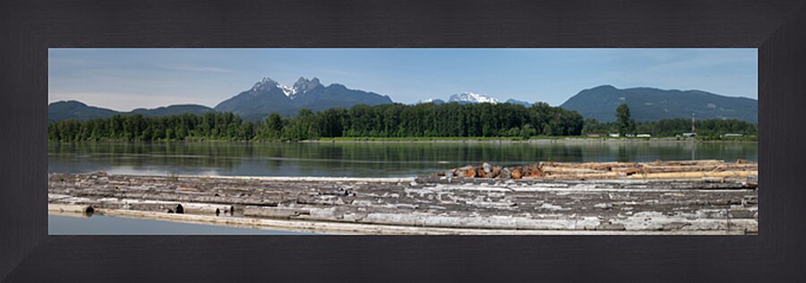 Pano of golden ears Picture Frame print