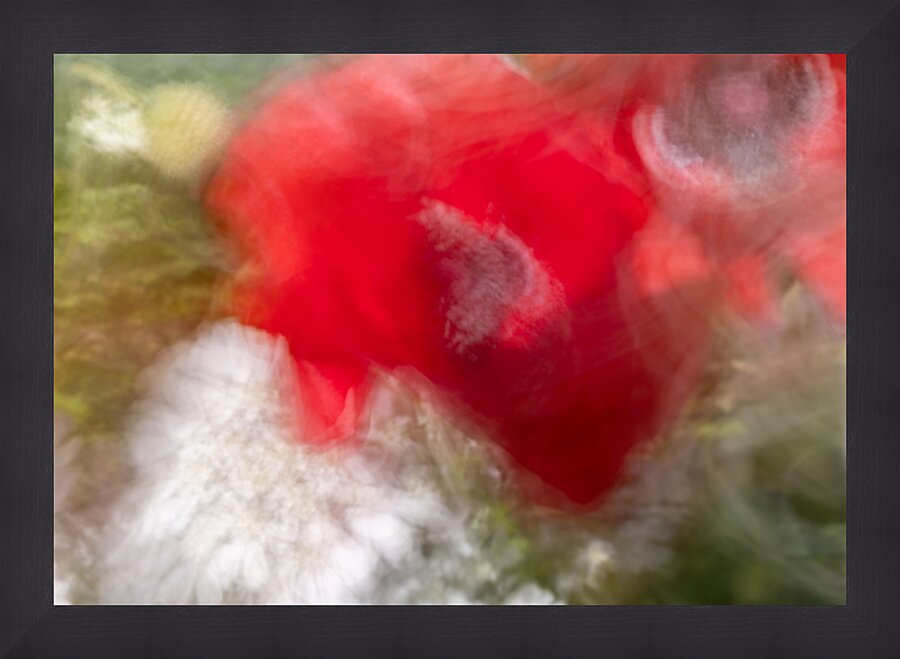 Poppy ICM Picture Frame print