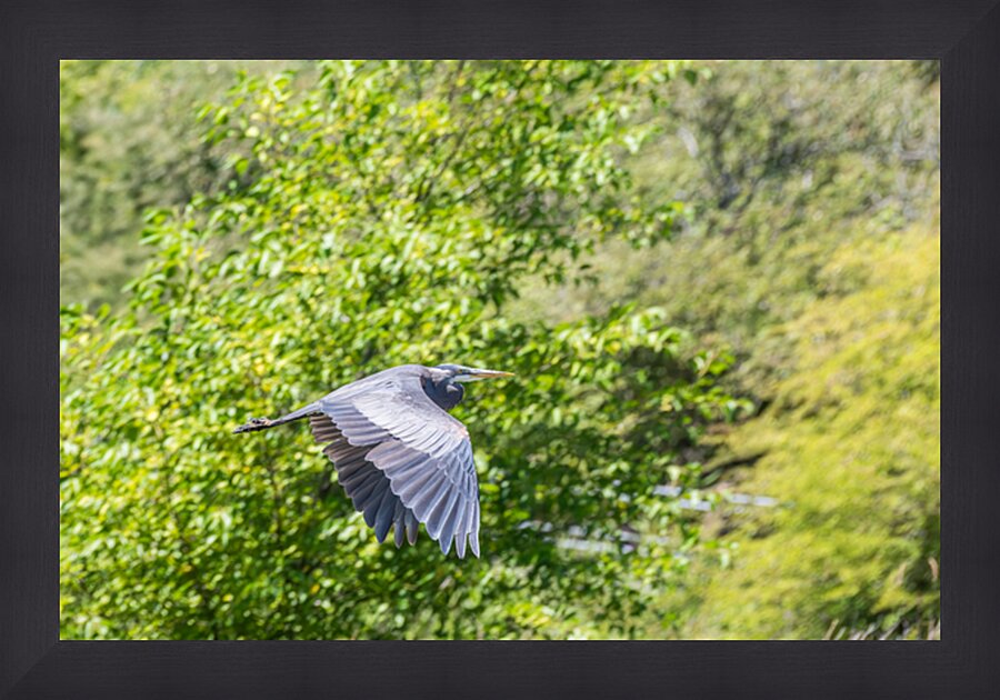 rifel bird sanctuary Picture Frame print
