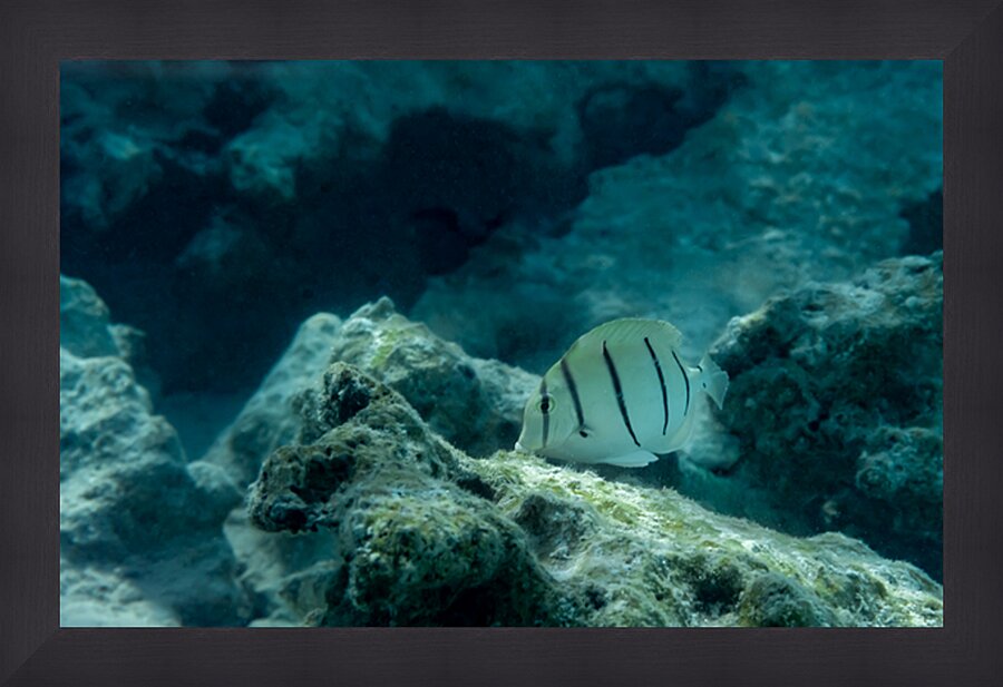 Convict Tang Picture Frame print