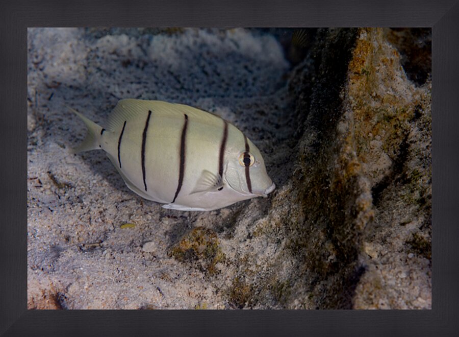 Convict Tang 2 Picture Frame print