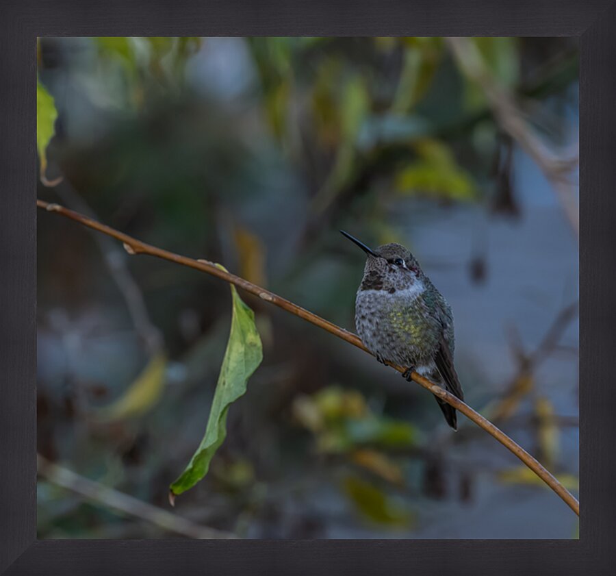 Rufous Hummingbird 3 Picture Frame print