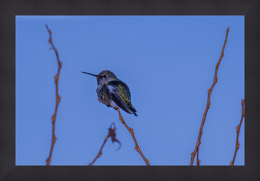 Rufous Hummingbird Picture Frame print