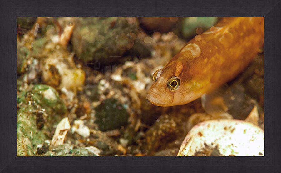 Gunnel Mukilteo Washington USA Picture Frame print