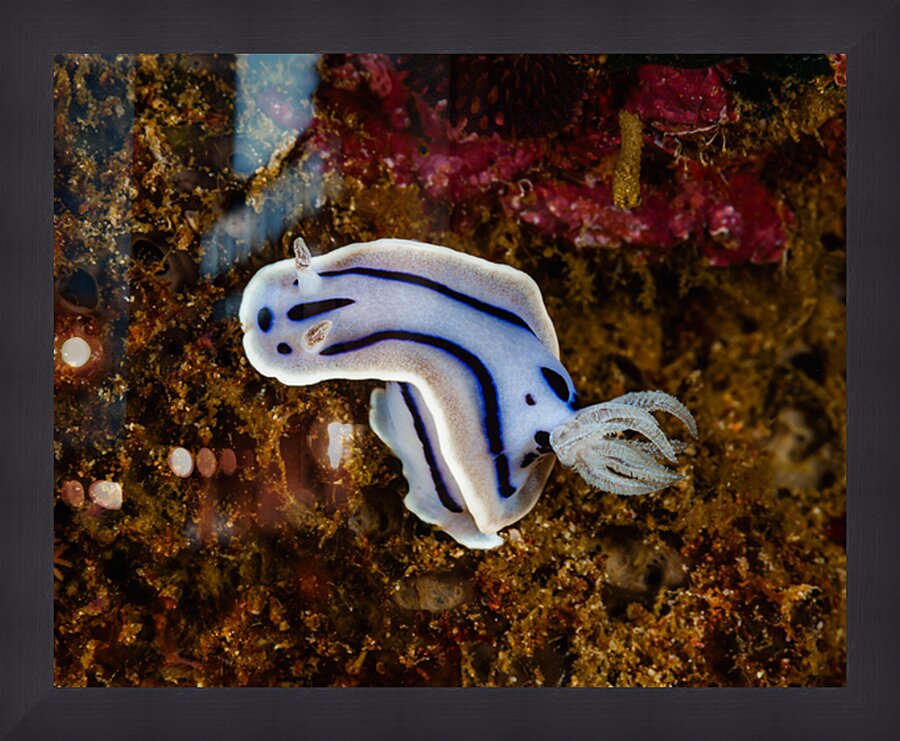 Willan s Chromodoris Nudibranch Mukilteo Washington USA Picture Frame print