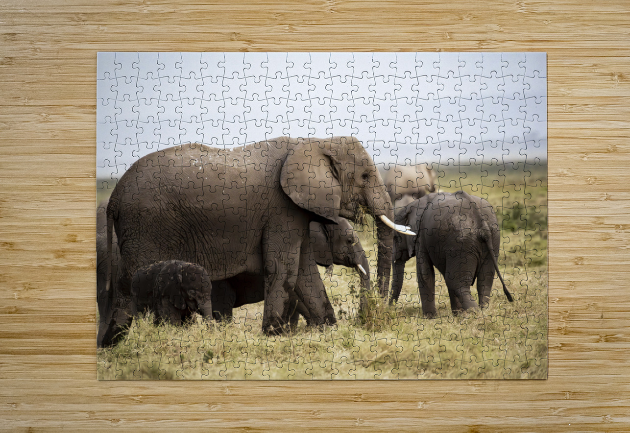 African elephants Amboseli National Park Kenya Randy Roy Photography Puzzle printing