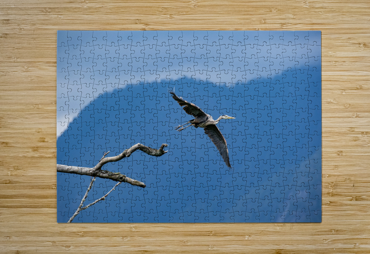 Great blue heron Pitt lake B.C Randy Roy Photography Puzzle printing