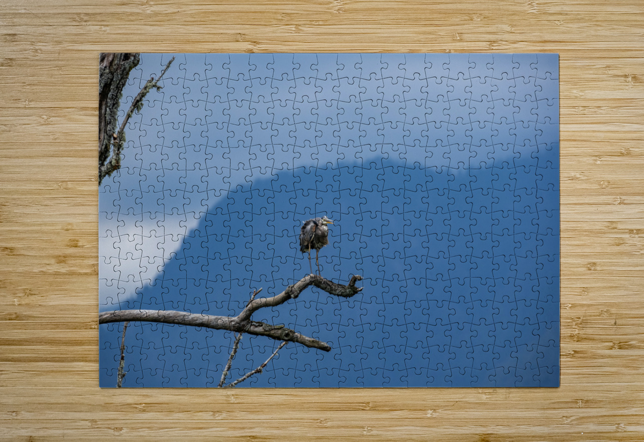Great blue heron Pitt lake B.C Randy Roy Photography Puzzle printing