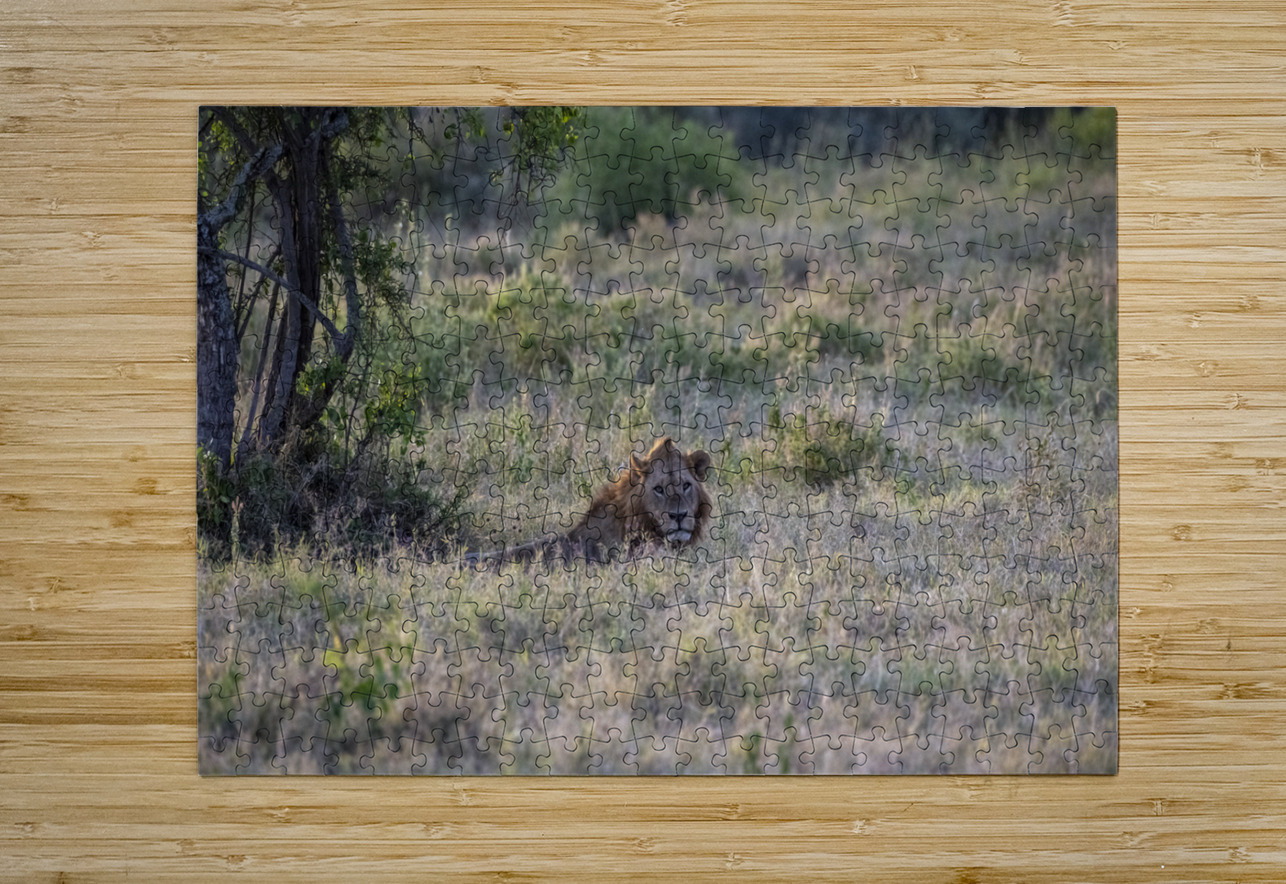 Lion Lake Nakuru kenya Randy Roy Photography Puzzle printing