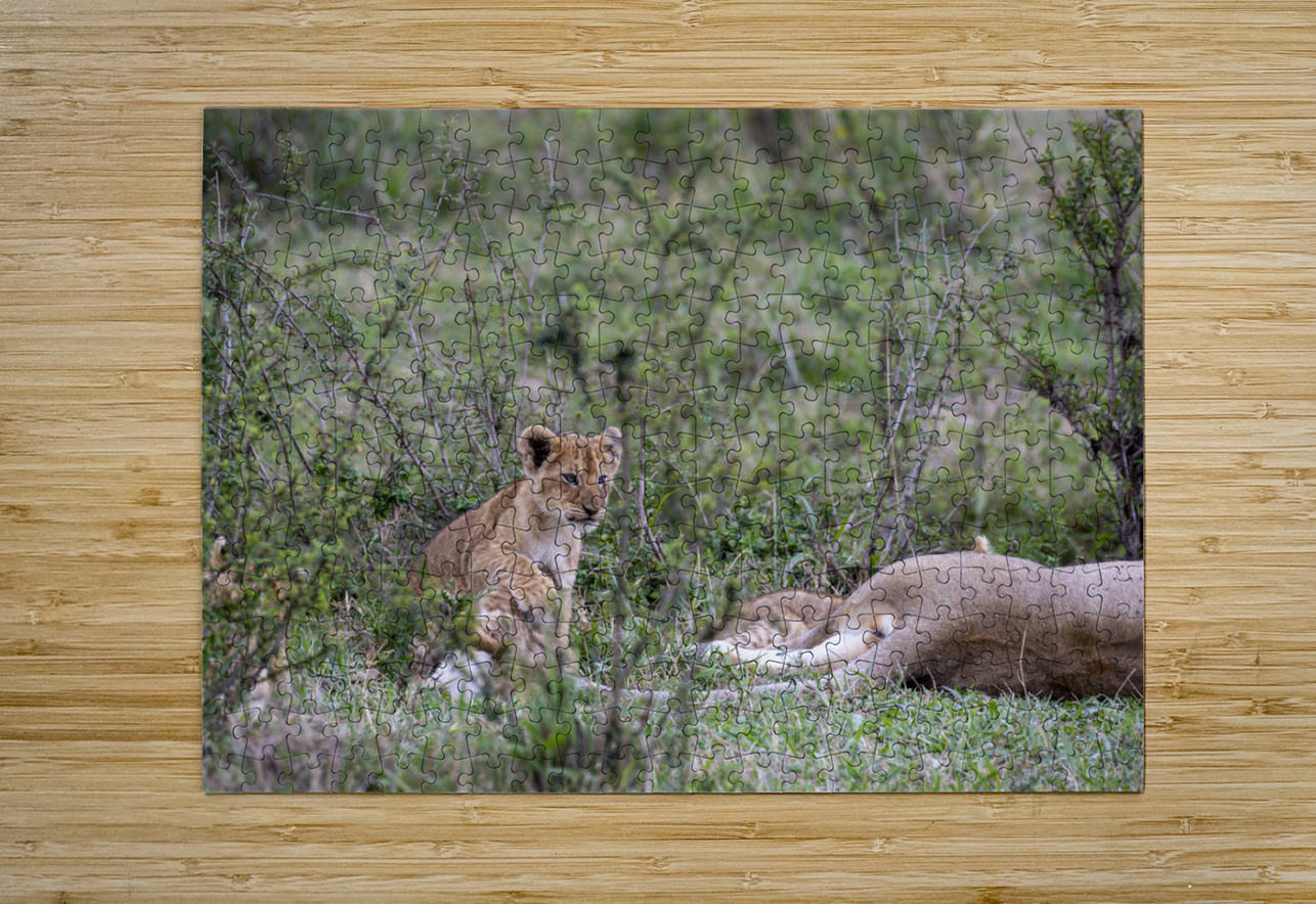 Lion cub masai mara Randy Roy Photography Puzzle printing