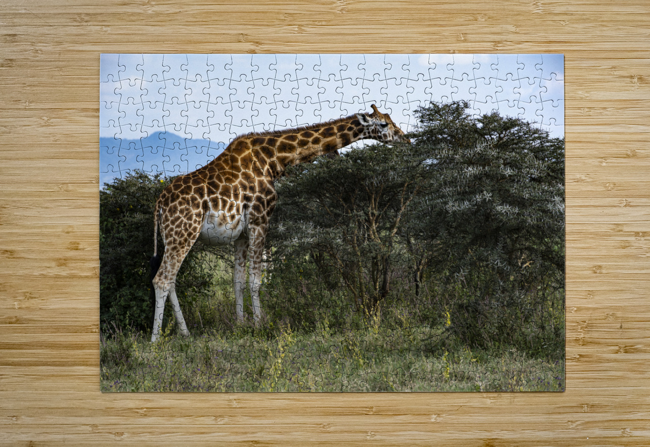Giraffe Lake Nakuru kenya Randy Roy Photography Puzzle printing
