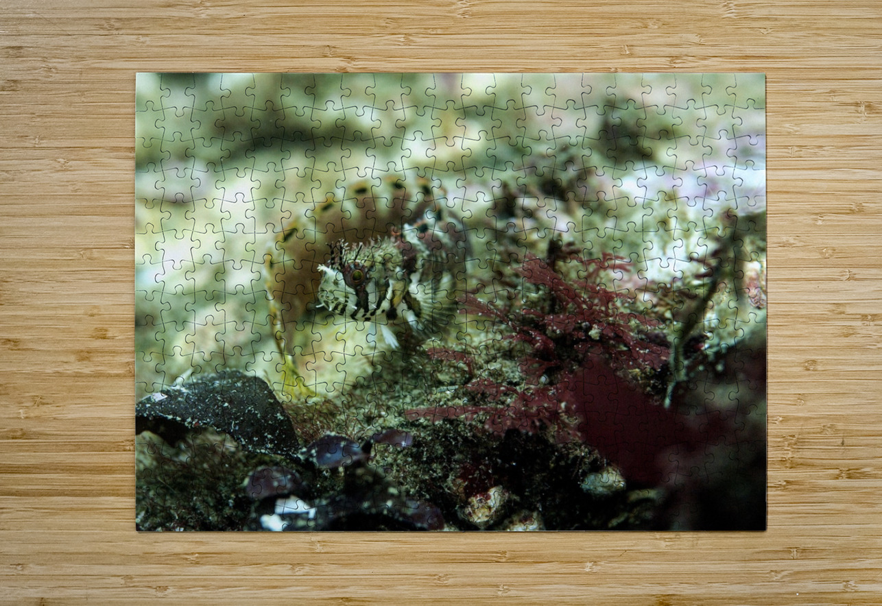 Decorated Warbonnet Randy Roy Photography Puzzle printing