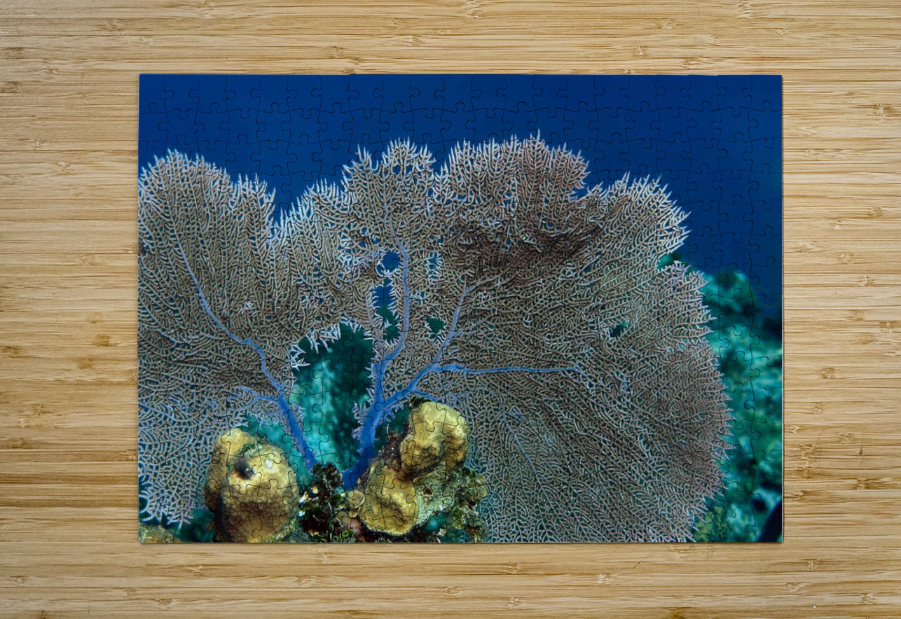 Fan coral Randy Roy Photography Puzzle printing