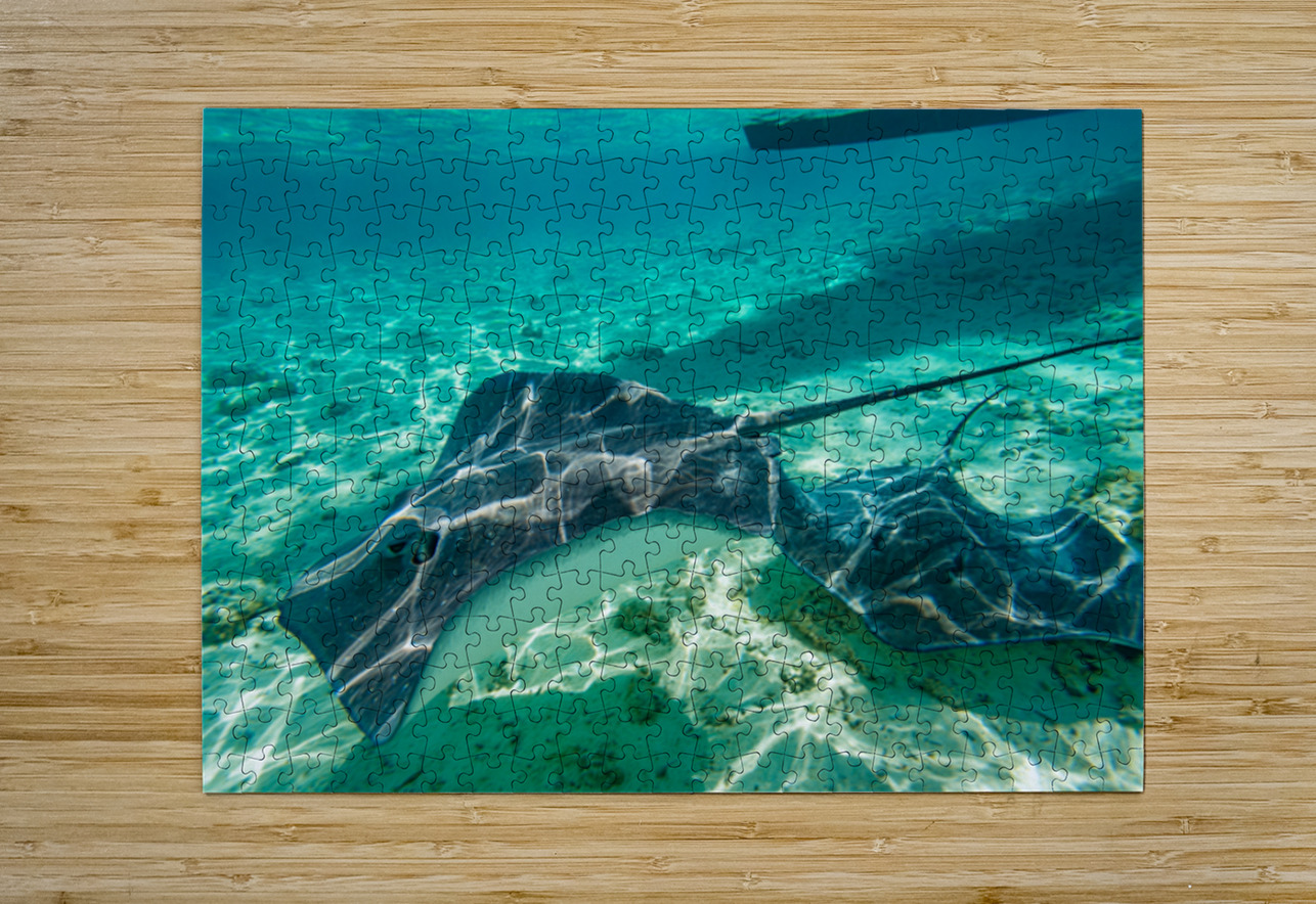 Sting rays Randy Roy Photography Puzzle printing