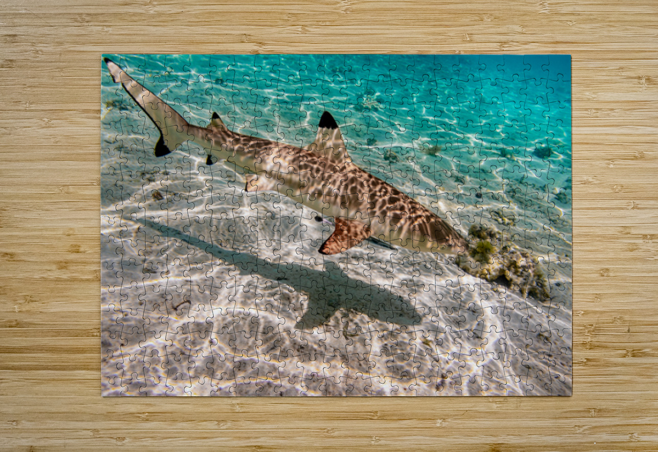 Black Tip Shark 3 Randy Roy Photography Puzzle printing