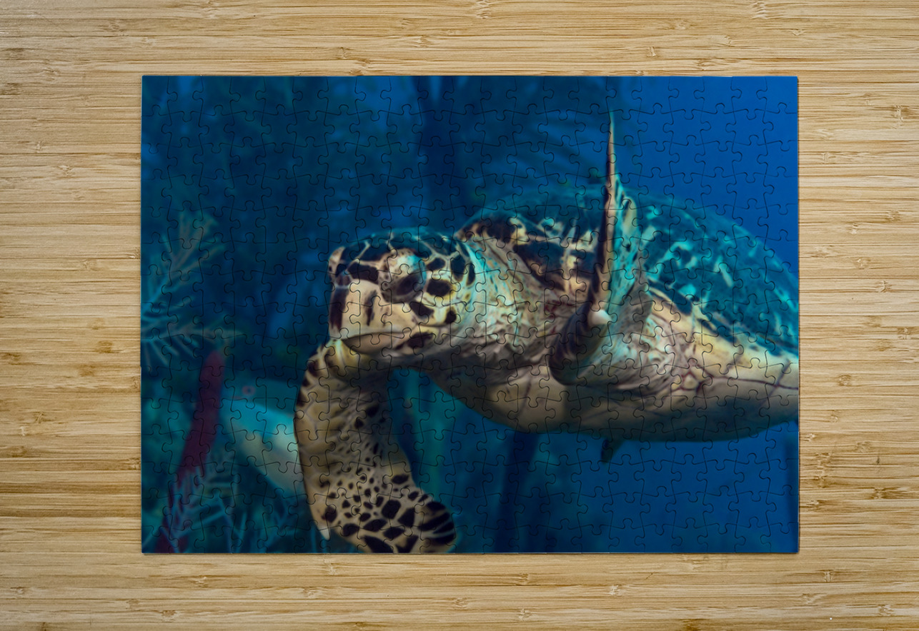 Hawksbilled turtle  Randy Roy Photography Puzzle printing