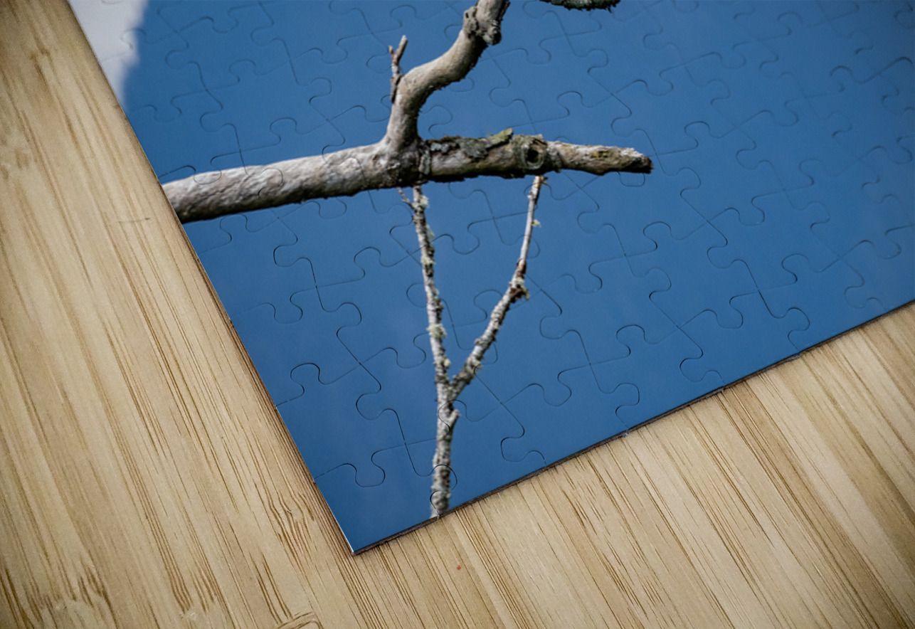 Great blue heron Pitt lake B.C Randy Roy Photography Puzzle