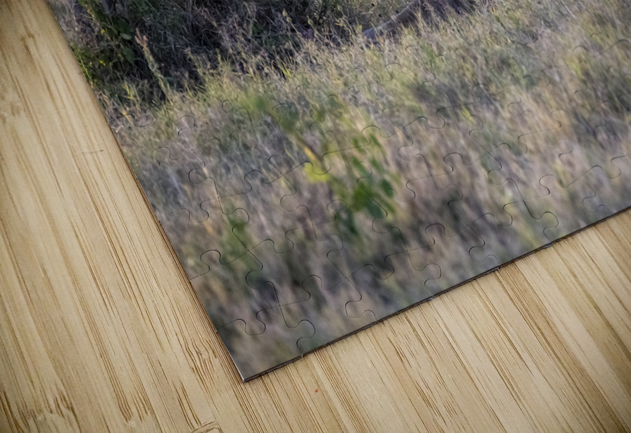 Lion Lake Nakuru kenya Randy Roy Photography Puzzle