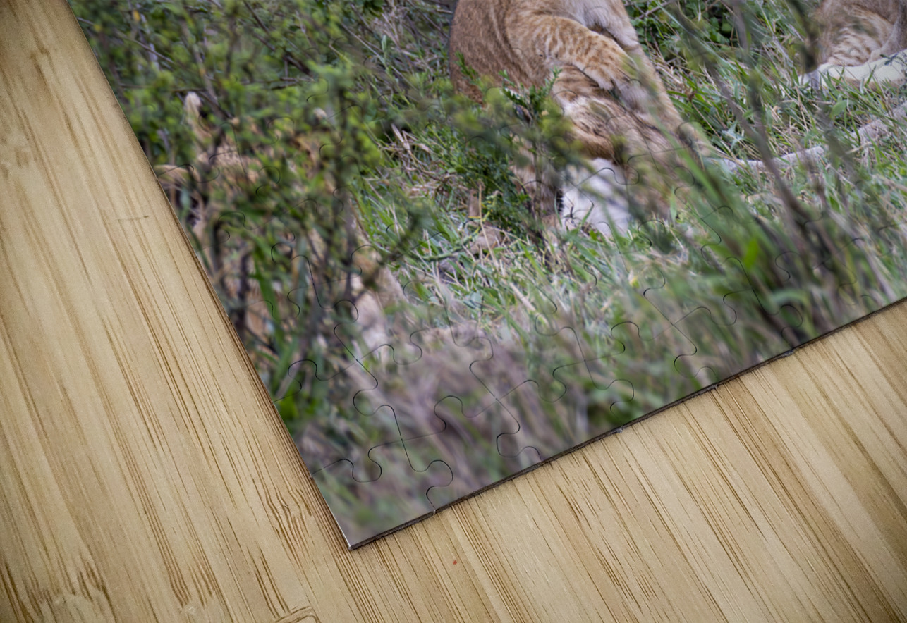 Lion cub masai mara Randy Roy Photography Puzzle