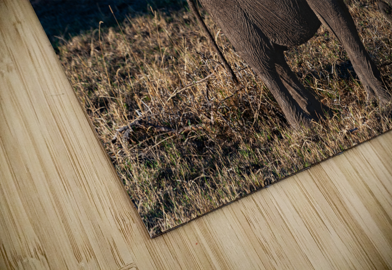 African elephant Randy Roy Photography Puzzle