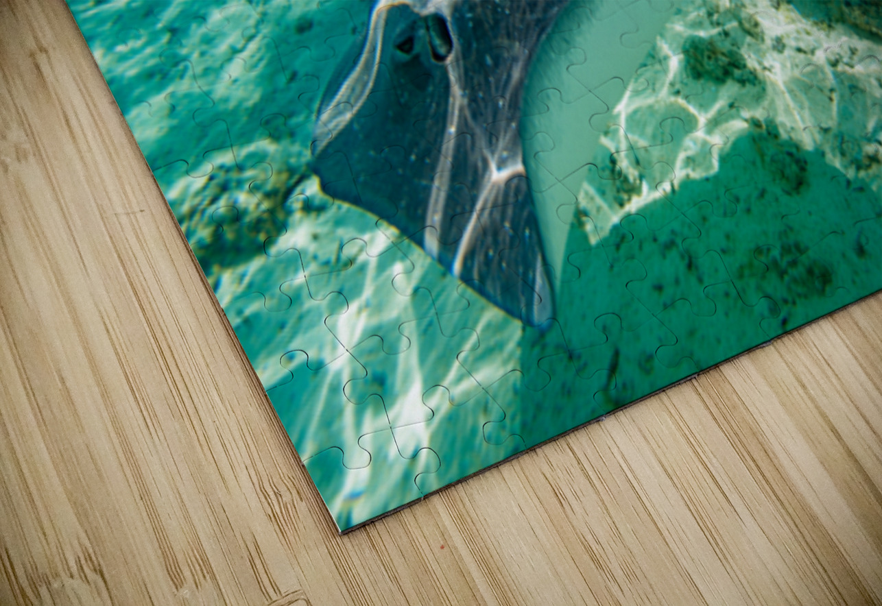 Sting rays Randy Roy Photography Puzzle