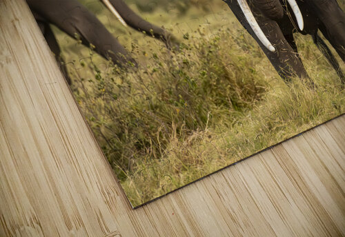African elephant Amboseli National Park Kenya Randy Roy Photography puzzle