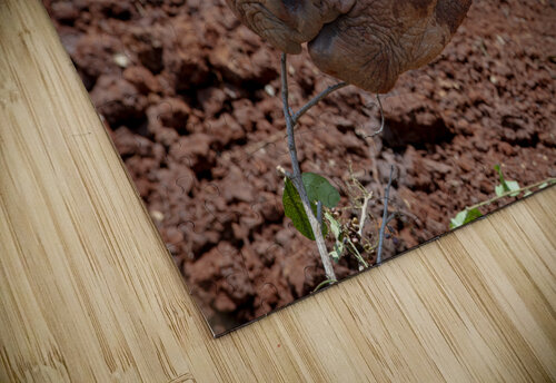 Sheldrick wildlife trust Nairobi Randy Roy Photography puzzle