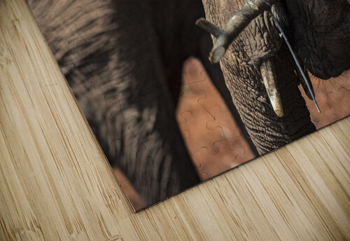 Orphaned elephants rehab center Sheldrick wildlife Randy Roy Photography puzzle