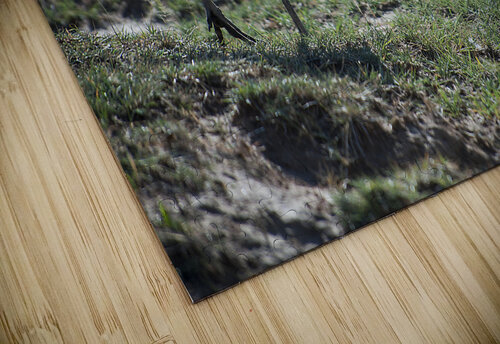 Crowned Crane Randy Roy Photography puzzle