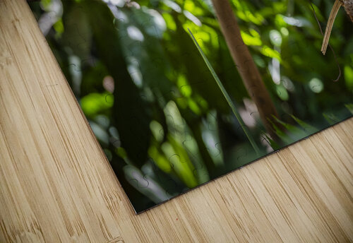 Bird of Paradise Papua New Guinea  Randy Roy Photography puzzle