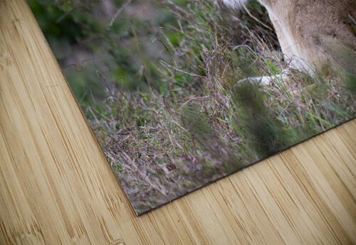 Lionness masai mara Randy Roy Photography puzzle