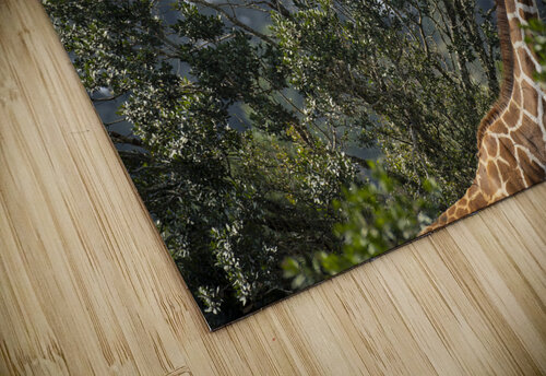 Giraffe Sweetwaters kenya Randy Roy Photography puzzle