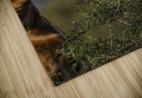 Giraffe Lake Nakuru kenya Randy Roy Photography puzzle