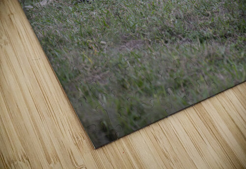 Lions masai mara Randy Roy Photography puzzle