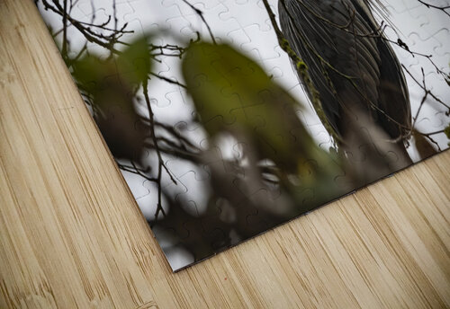 Great blue heron Chilliwack B.C Randy Roy Photography puzzle
