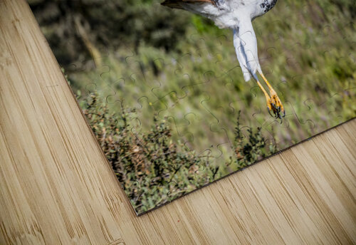 Augur buzzard Lake Nakuru kenya Randy Roy Photography puzzle