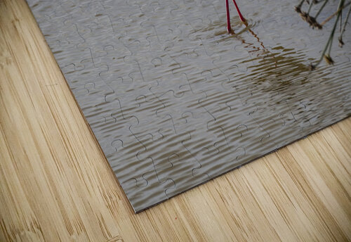 Black winged stilt Sweetwaters kenya Randy Roy Photography puzzle