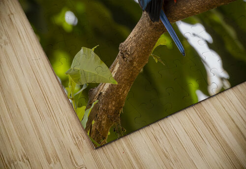 Grey headed kingfisher Amboseli National Park Kenya Randy Roy Photography puzzle