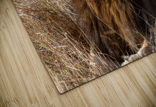 Lion Masai Mara kenya Africa Randy Roy Photography puzzle